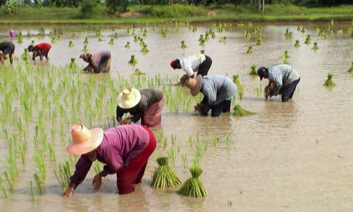 Seven million Thai farmers receive 5000-baht subsidies