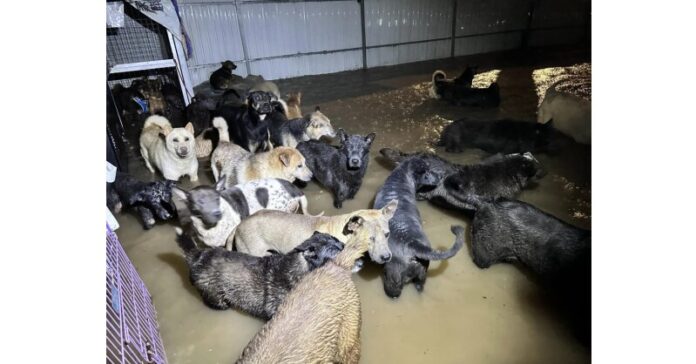 Media OutReach Newswire donates HK$45,000 to flood affected animal shelters in Hong Kong