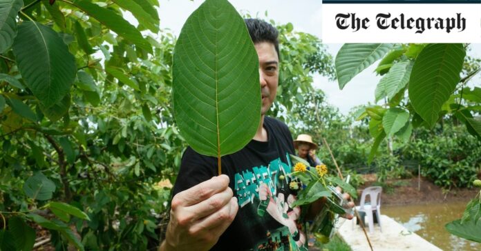 The legal opioid 'potion' proving a hit with backpackers in Thailand