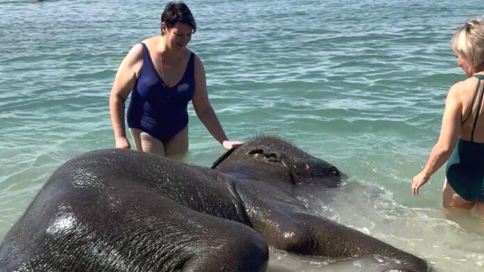 Elephants bathe in the sea with tourists on Thailand beach - Yahoo News UK