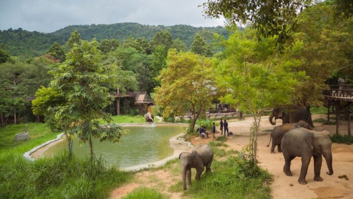 How the rise of regenerative travel is changing Thailand’s elephant tourism for the better